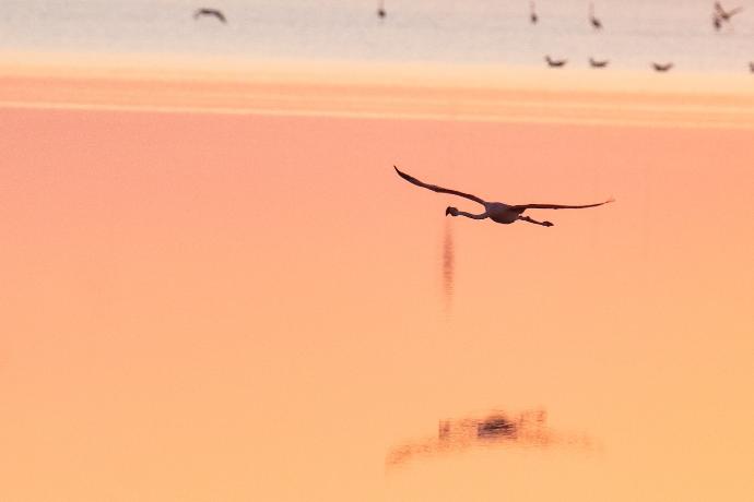 vue d'un flamant rose flamants roses couché de soleil