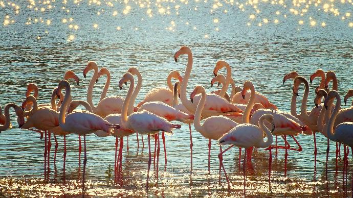 groupe de flamants roses