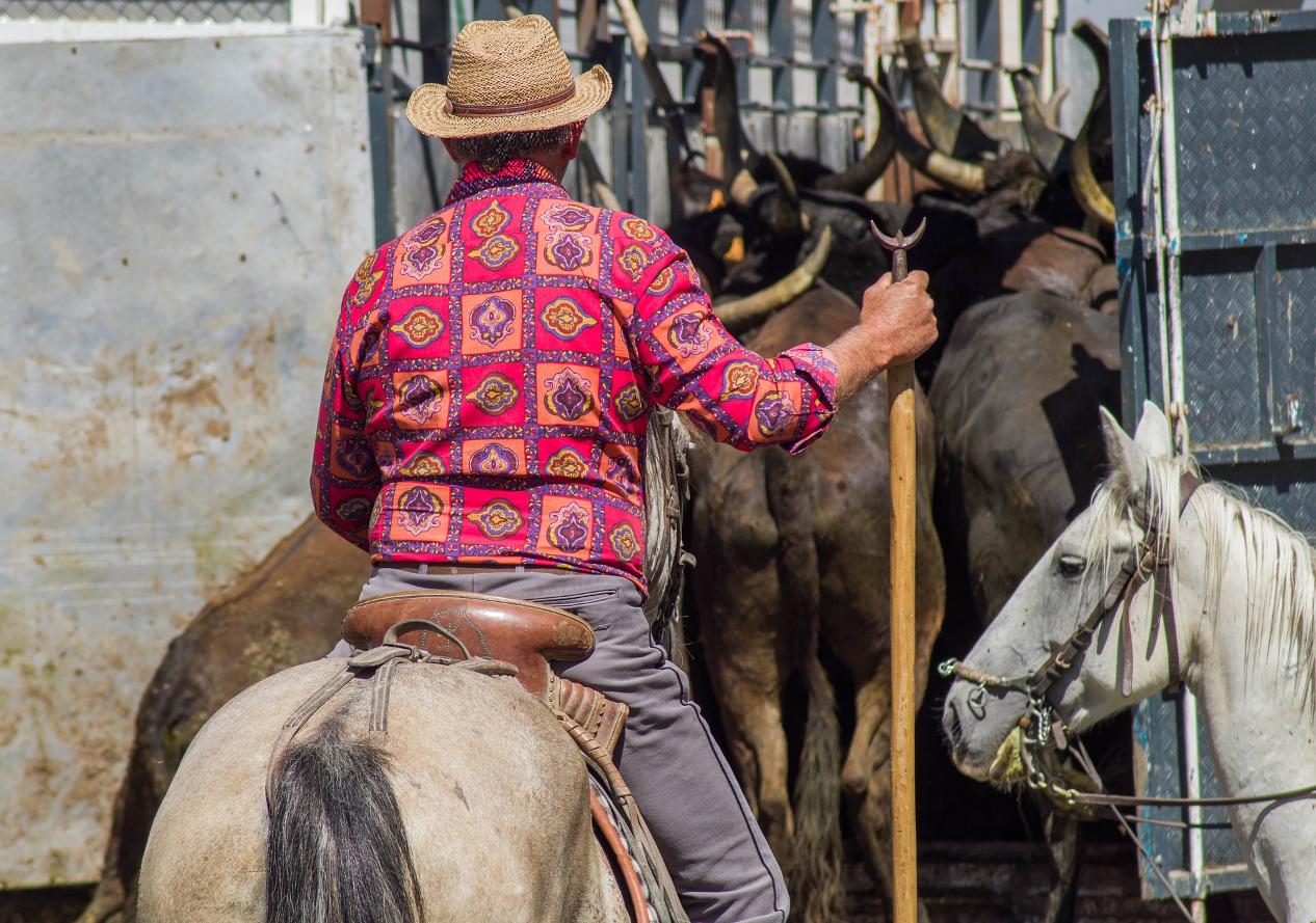 manadier et ses chevaux