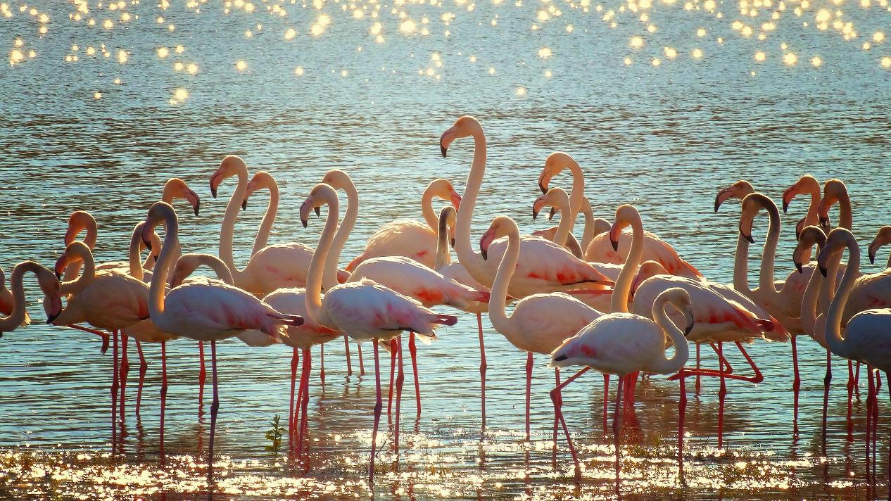 nombreux flamants roses